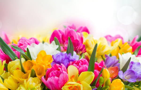 Букет разноцветных цветов  крупным планом