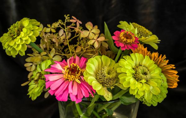 Букет разноцветных цветов цинния в вазе 
