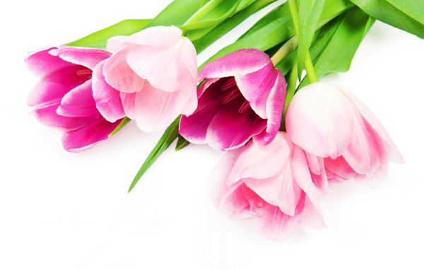 Букет нежных красивых розовых тюльпанов на белом фоне