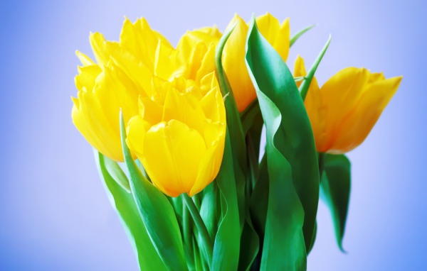 Букет нежных желтых тюльпанов на голубом фоне