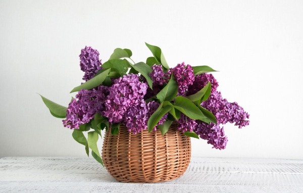 Букет свежей сирени в корзине на фоне белой стены