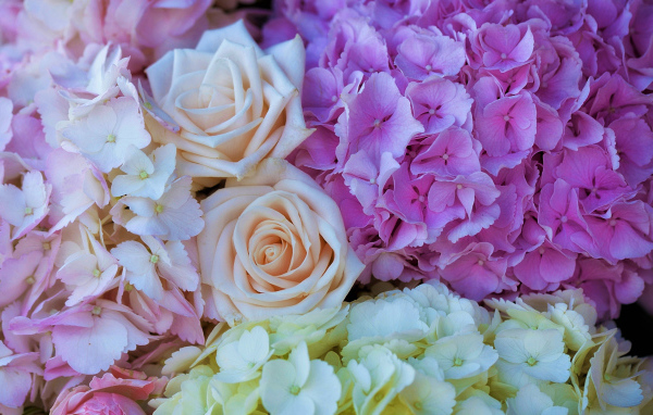 Букет из цветов гортензии и розы крупным планом