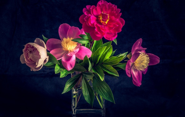 Букет розовых пионов в вазе на черном фоне