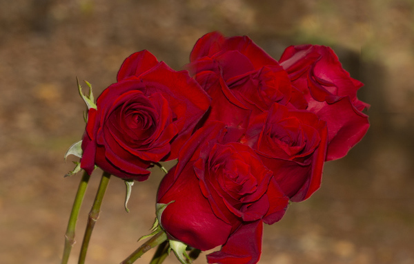 Букет алых роз крупным планом