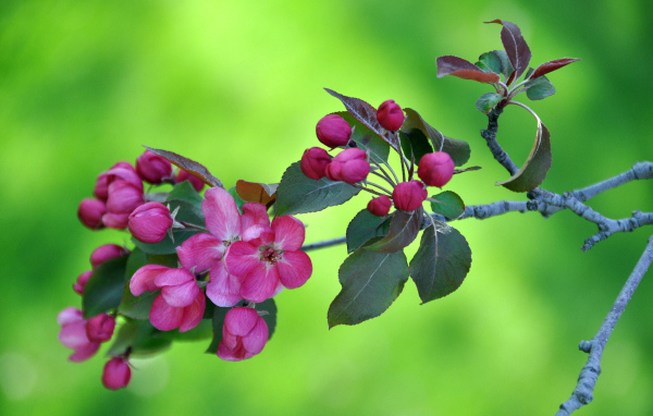 Branch with pink flowers of apple tree on a green background