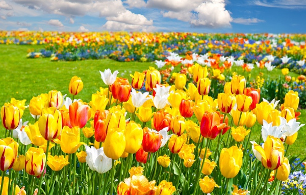 Яркие разноцветные тюльпаны на поле под облачным небом