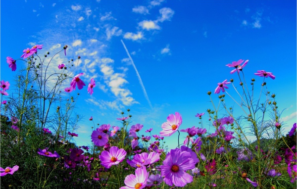 Яркие розовые цветы космеи на фоне голубого неба 
