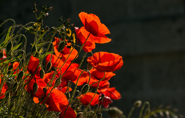 Яркие красные маки с бутонами в лучах солнца