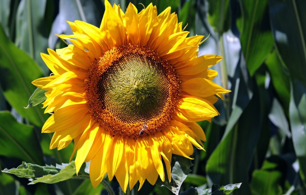 Яркий желтый цветок подсолнуха крупным планом на поле