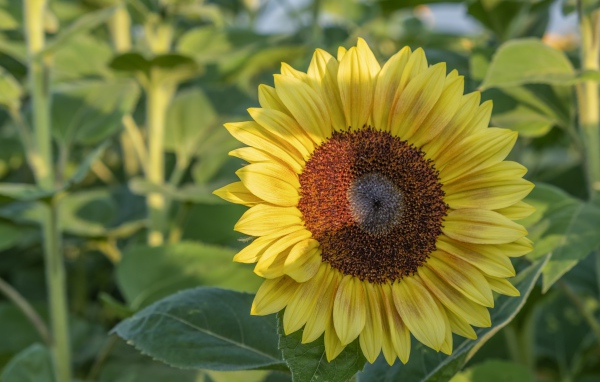 Яркий желтый подсолнух на поле в лучах солнца