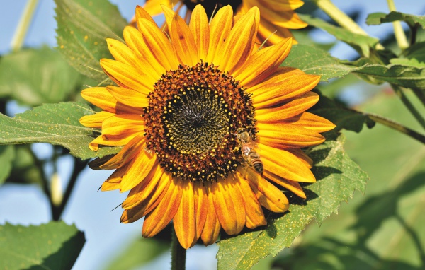 Яркий желтый подсолнух с зелеными листьями в лучах солнца