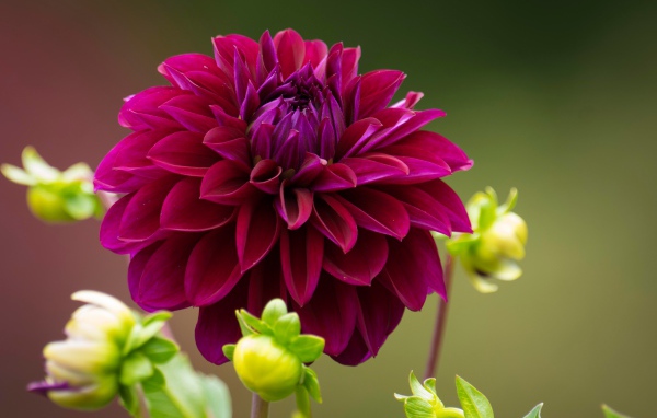 Burgundy dahlia with buds on a flower bed