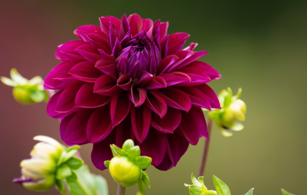 Бордовая георгина с бутонами на клумбе