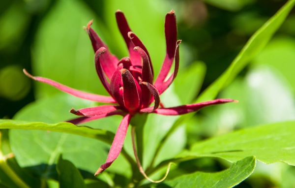 Бордовые цветы каликант цветущий крупным планом 