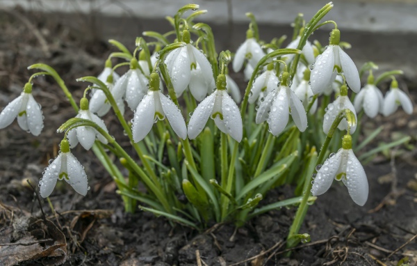 Куст белых подснежников в каплях дождя 