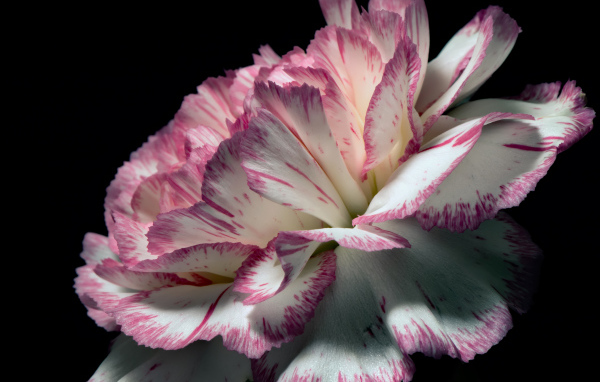 Цветок гвоздики с бело-розовыми лепестками на черном фоне