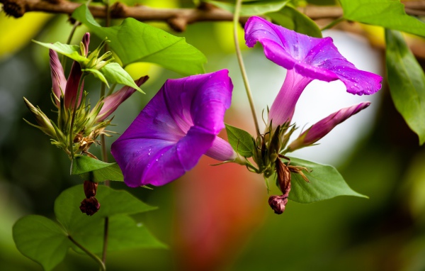 Цветы калачики с бутонами крупным планом