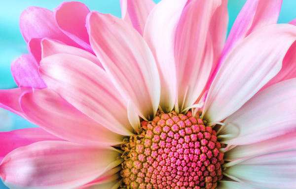 Розовые лепестки хризантем на голубом фоне крупным планом