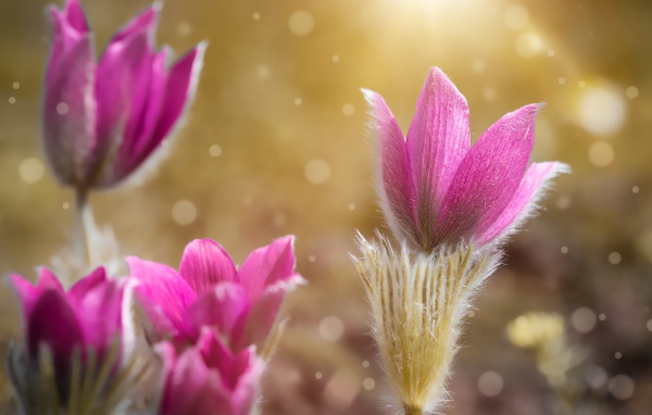 Розовые цветы прострела крупным планом 