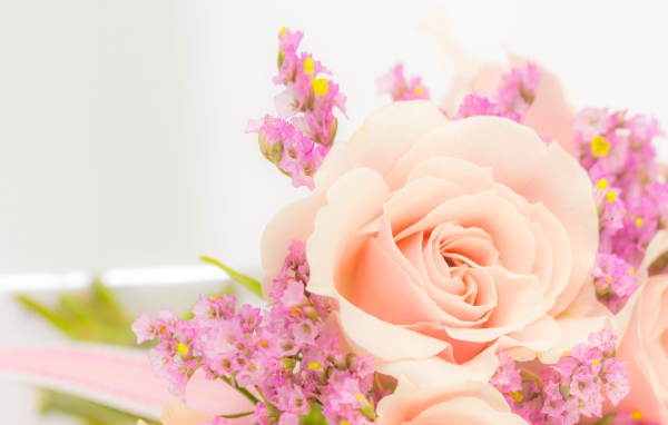 Кремовая роза с розовыми цветами на белом фоне