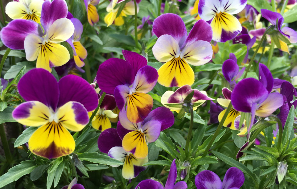 Нежные садовые цветы анютины глазки на клумбе 