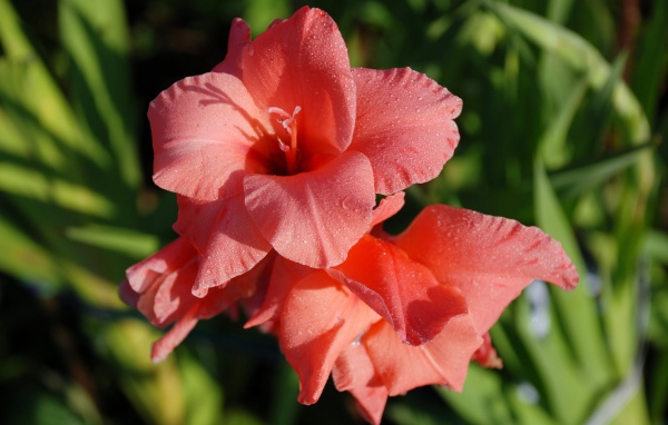 Нежные цветы гладиолуса в каплях росы