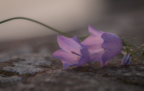 Нежные сиреневые колокольчики лежат на земле 