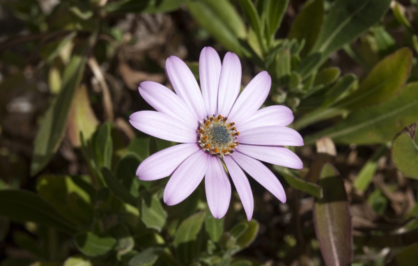 Нежный сиреневый цветок остеоспермум на клумбе