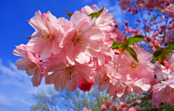 Нежные розовые цветы на дереве на фоне голубого неба весной