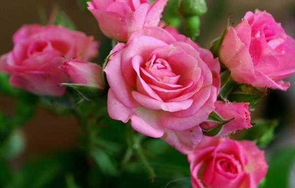 Нежные розовые садовые розы с бутонами в росе