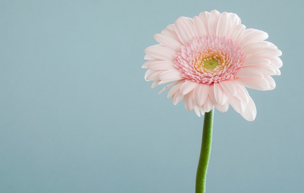 Нежная розовая гербера на сером фоне 