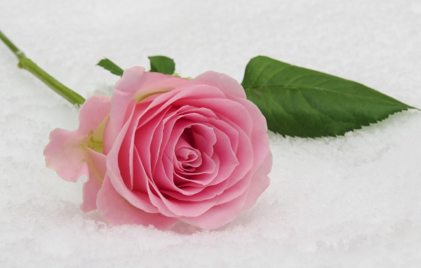 Нежный розовый цветок розы на снегу
