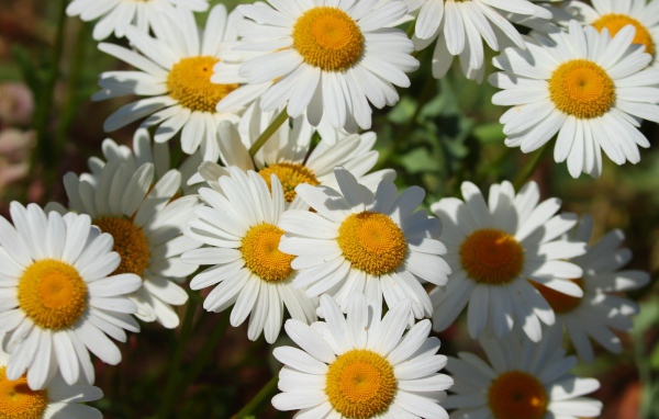 Нежные белые ромашки с желтой серединкой в лучах солнца 