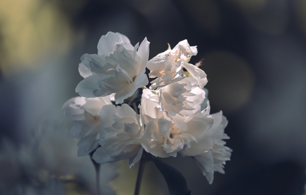 Нежные белые цветы в лучах солнца