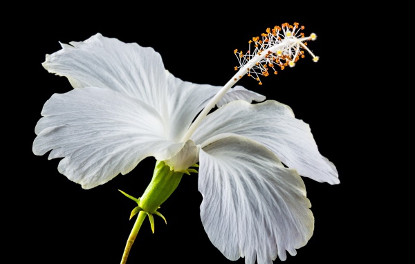 Delicate white hibiscus flower on a black background