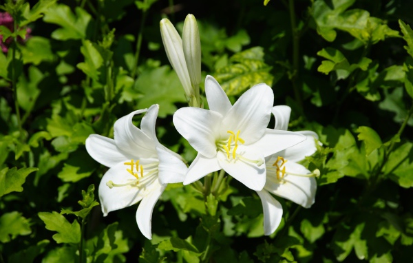 Нежные белые лилии с бутонами на клумбе 