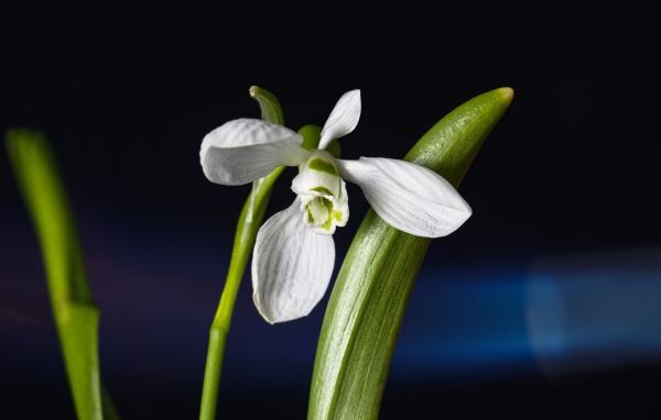 Delicate white snowdrop flower with green leaves