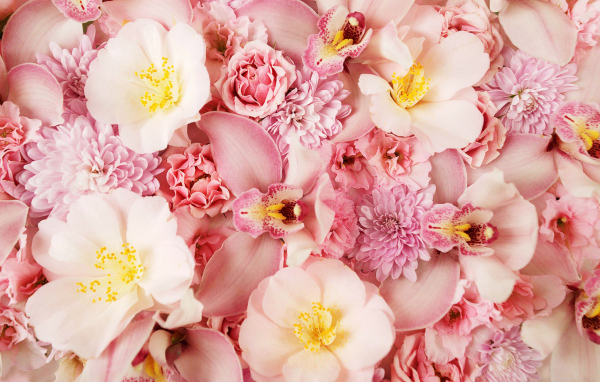 Разные розовые цветы крупным планом