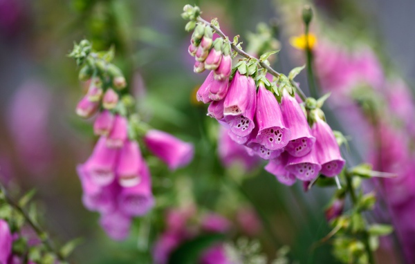 Розовые цветы наперстянка крупным планом  на клумбе