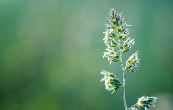 Полевое растение на зеленом фоне
