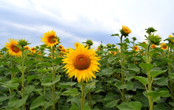Поле с высокими цветущими подсолнухами