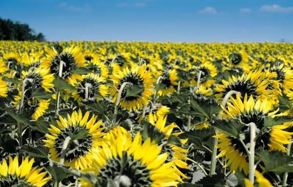 Поле с желтыми подсолнухами под голубым небом