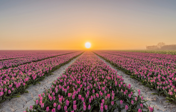 Поля с розовыми тюльпанами на фоне заката 