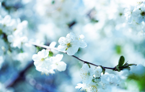 Цветущая ветка вишни в лучах солнца