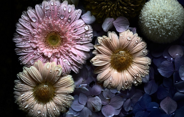 Цветы герберы и гортензии в каплях воды