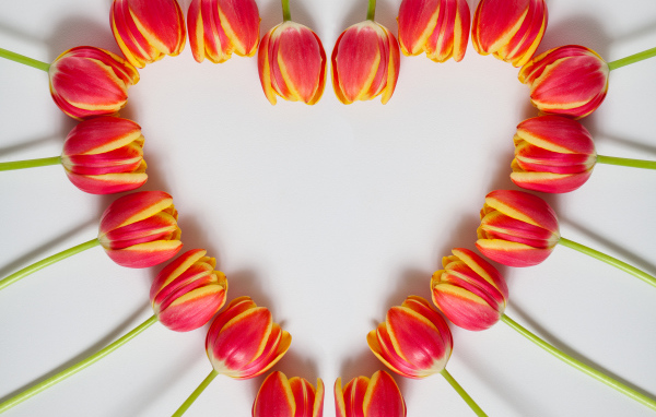 Сердце из красных тюльпанов на сером фоне