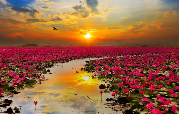 Озеро с розовыми цветами лотоса на закате 