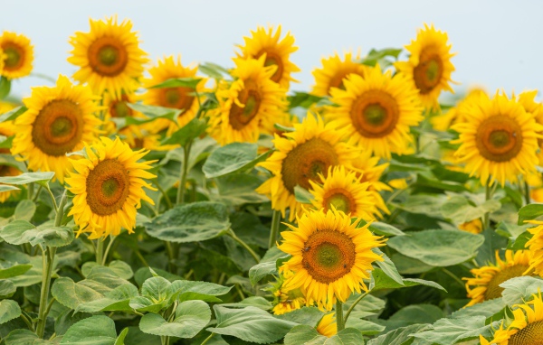 Большие цветущие подсолнухи с зелеными листьями летом на поле 