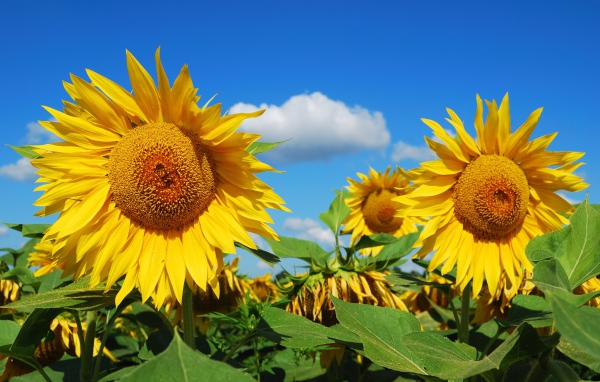 Большие желтые цветущие подсолнухи на поле 