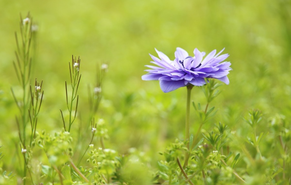 Сиреневый цветок Анемоне растет на поле в зеленой траве